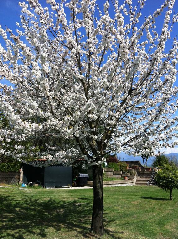 フィアーノ・ロマーノ L'Albero Del Pepe Bed & Breakfast 部屋 写真